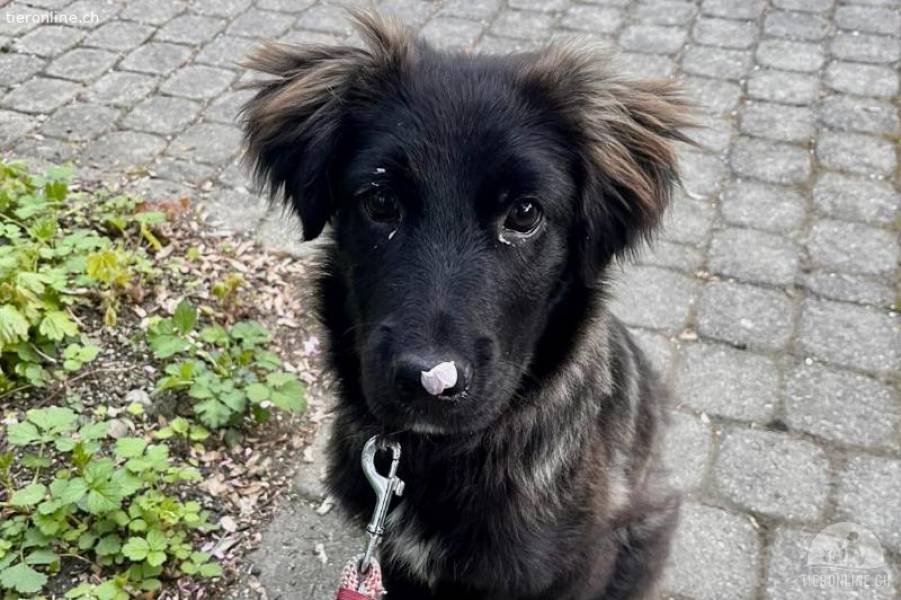 Pfiffige Momo (4-5 Monate) sucht ein liebevolles Zuhause