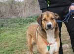 Freundliche Tuna, w./kastr., sucht Daheim als Einzelhund