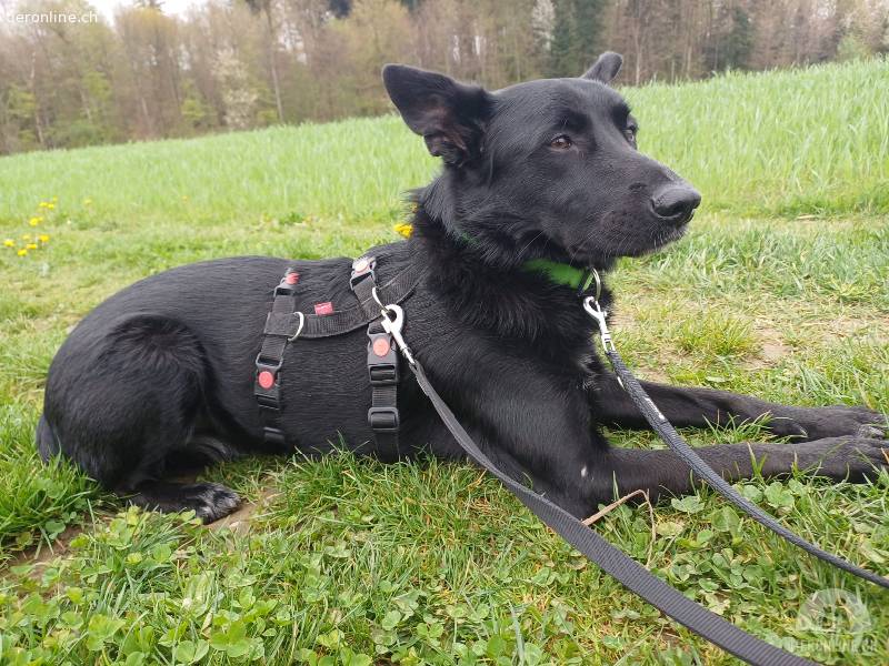 Alvin, auf Pflegestelle in Ravensburg, sucht ein Zuhause!
