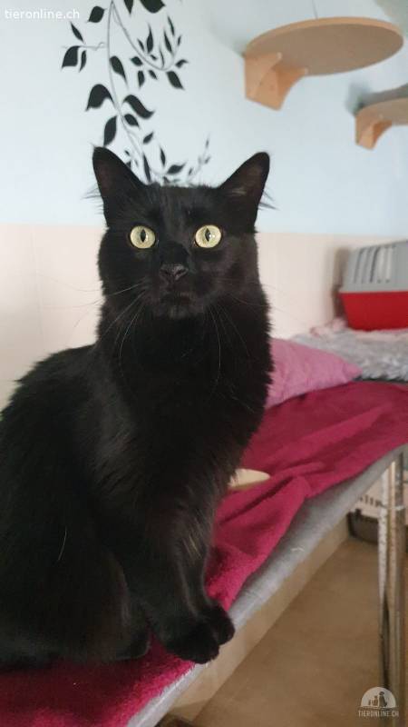 Bambi (geb. 05/2025), Kirilla (geb. 04/2024), nur gemeinsam, beide w./kastr