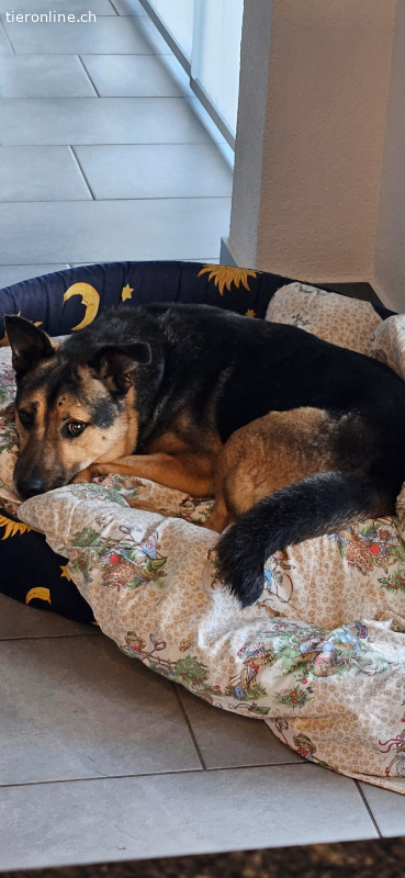 Kosha – Hund zur Adoption im Kanton Aargau