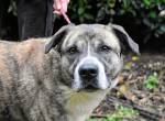 Fionella - Tigerchen sucht Familie