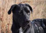 Carlos - der wundervoller Hund sucht ein lebenslange Zuhause