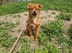Filou – leises und sensibles Wesen