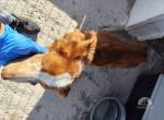 Roxy - Gnadenplatz gesucht
