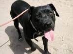 Piton, menschenbezogener, lieber und freundlicher Hund