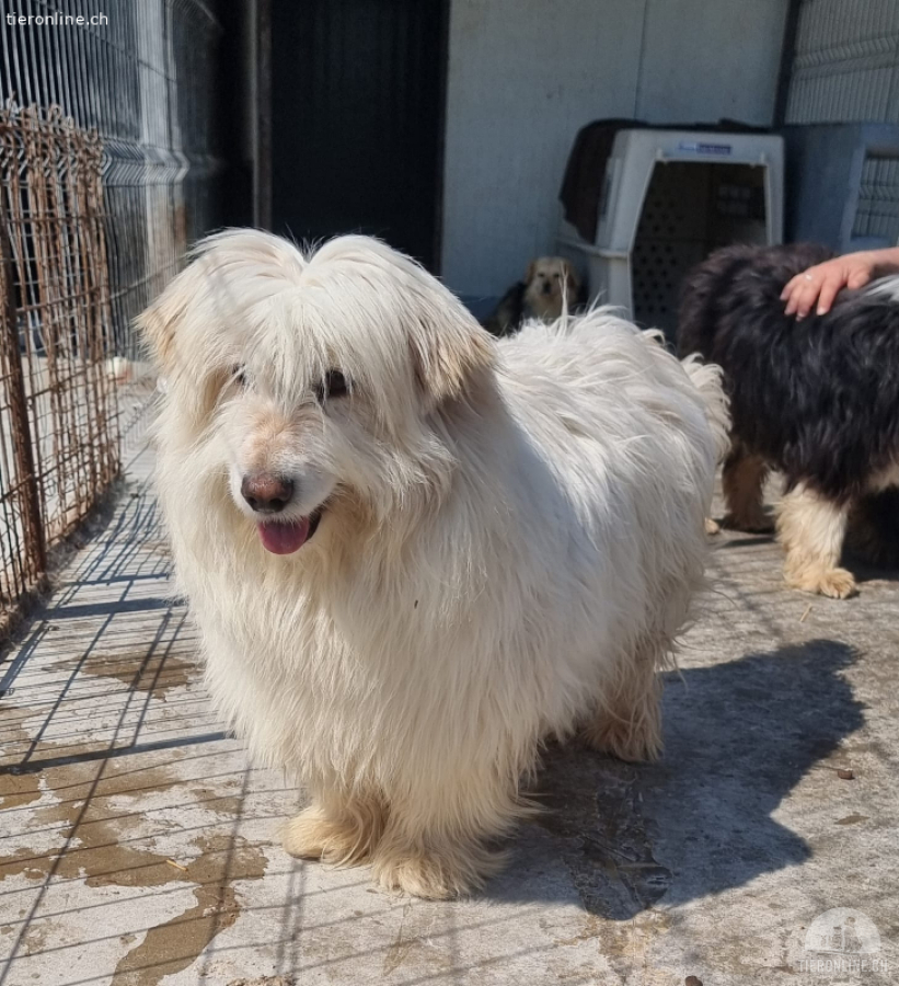 Romeo sucht Zuneigung und möchte geliebt werden