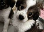 Pippa unsere neuen welpen