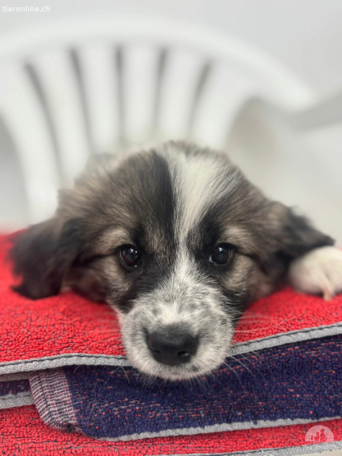 Gracie unsere neuen welpen
