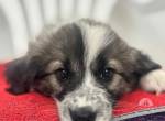 Gracie unsere neuen welpen