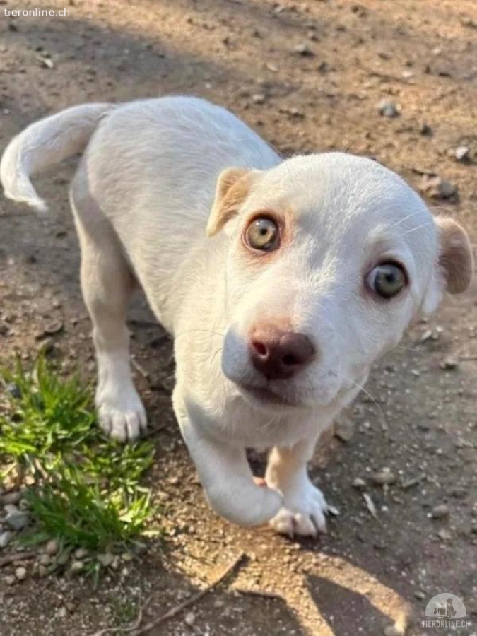 Anda - tolles Welpenmädchen sucht dich!