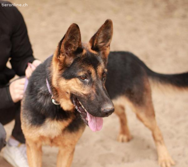 Dorel-2, *Schäfer-Mix – Hund zur Adoption im Kanton Zürich