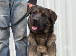 Berengar, toller Hund