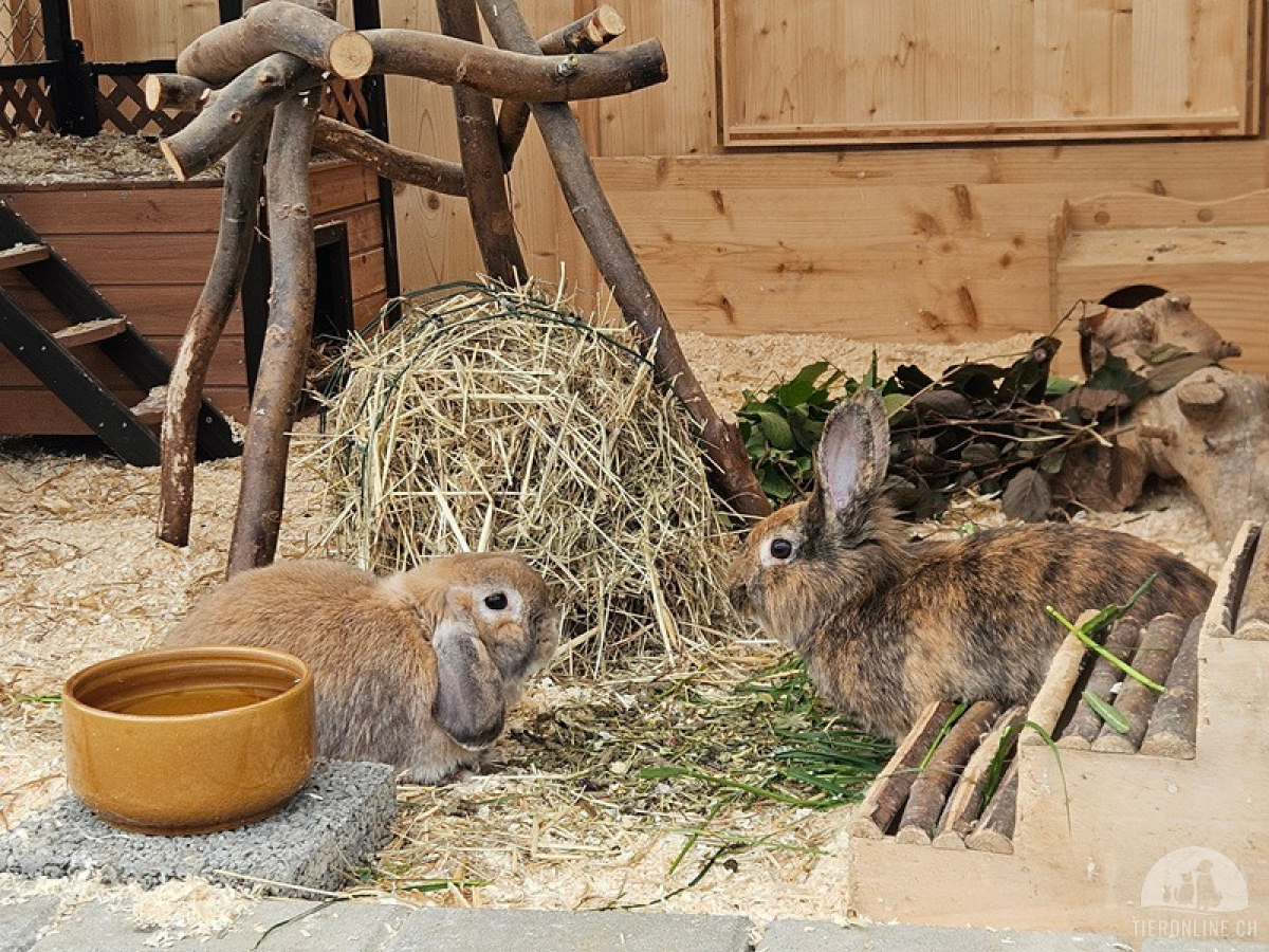 Bunny und Elara - suchen Rassekenner