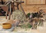 Nagetiere