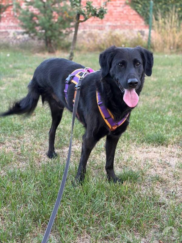 Blacky (6 Jahre) - Herzensbrecher auf 4 Pfoten