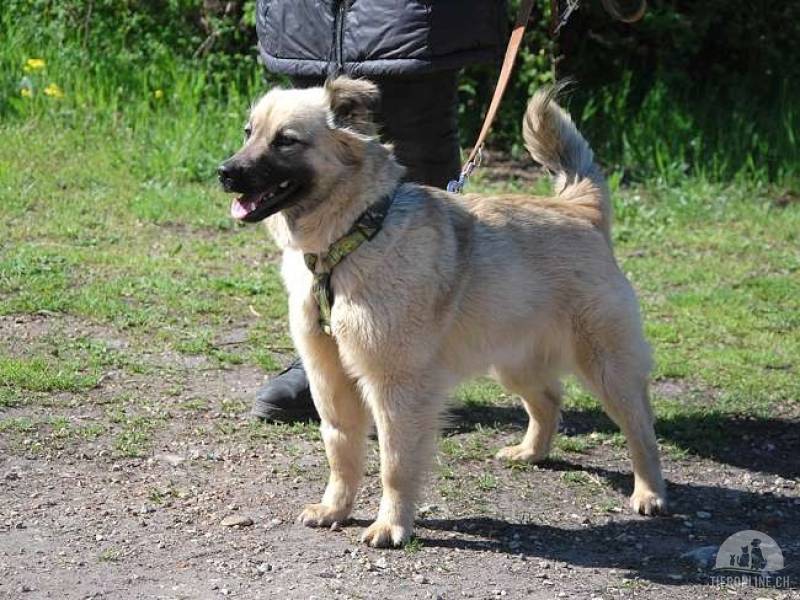 SAMANTA, aufmerksame Mischlingshündin, ca. 2 Jahre, 44cm, 14kg