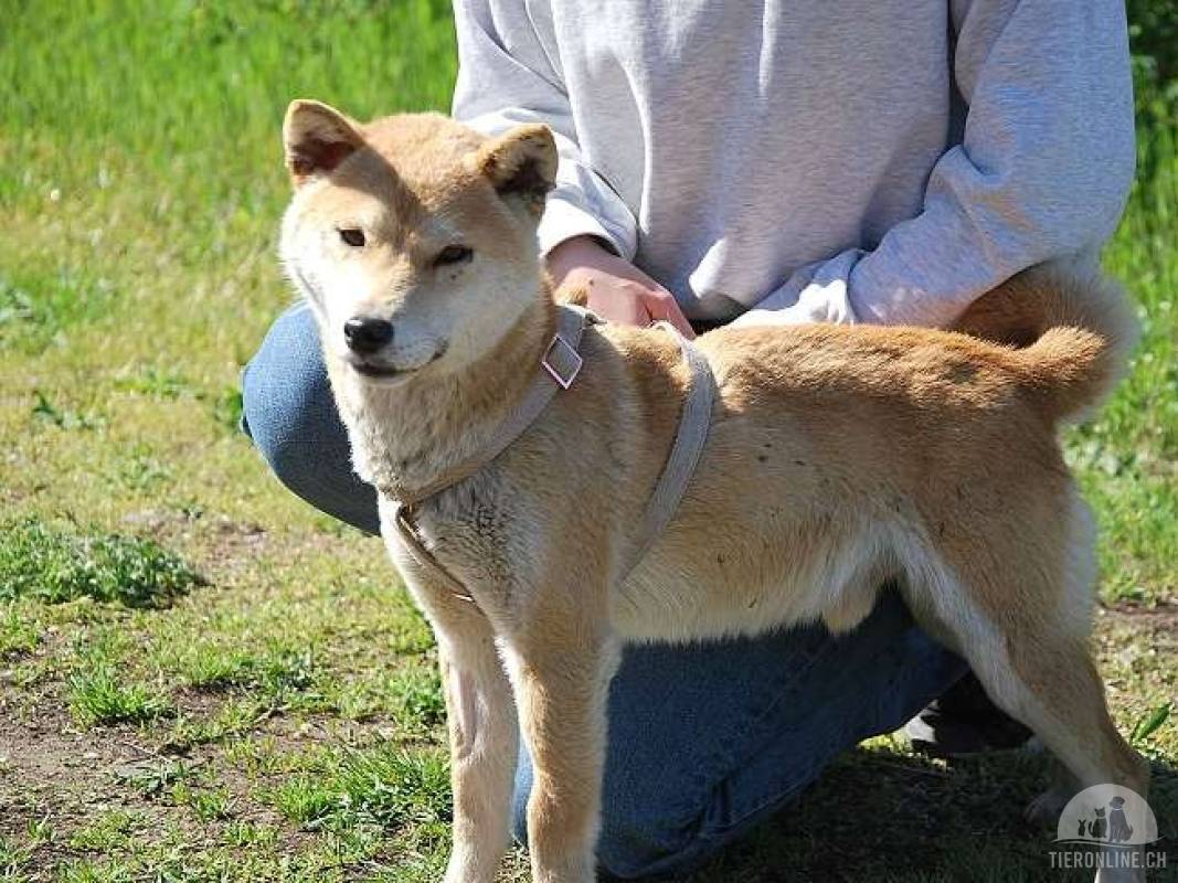 KENAI, freundlicher Hundemann, ca. 4 Jahre, 42cm, 9kg