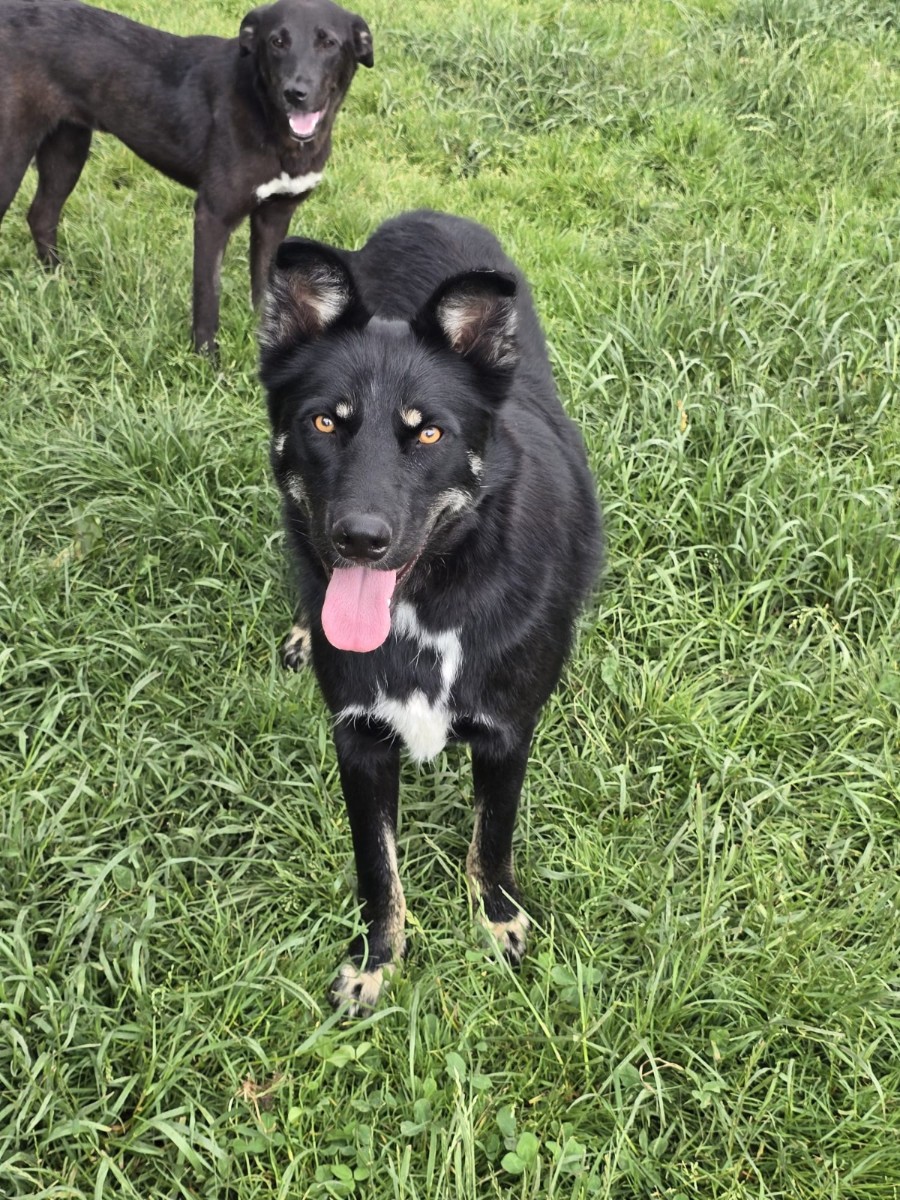 Baloo, Mischling – Hund zur Adoption im Kanton Zürich