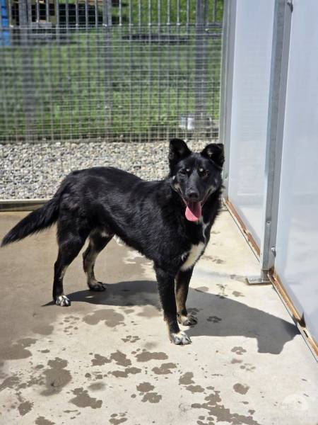 BALOO sucht sein Für-Immer-Zuhause