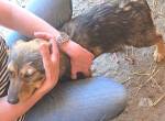 Olivia- kleines Hundekind mit einer Geschichte die berührt