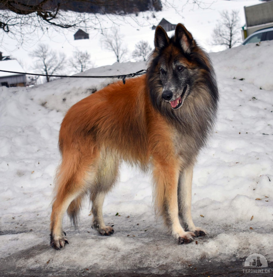 Hunde Schweiz