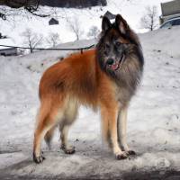 Hunde Schweiz