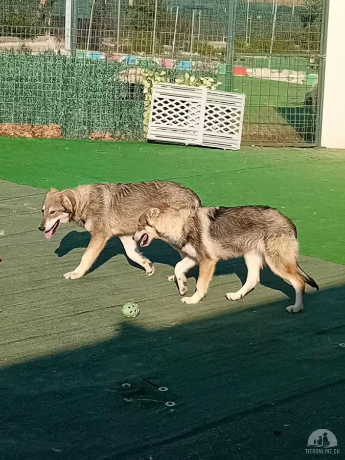 Kat, die Schüchterne, sucht eine Bleibe
