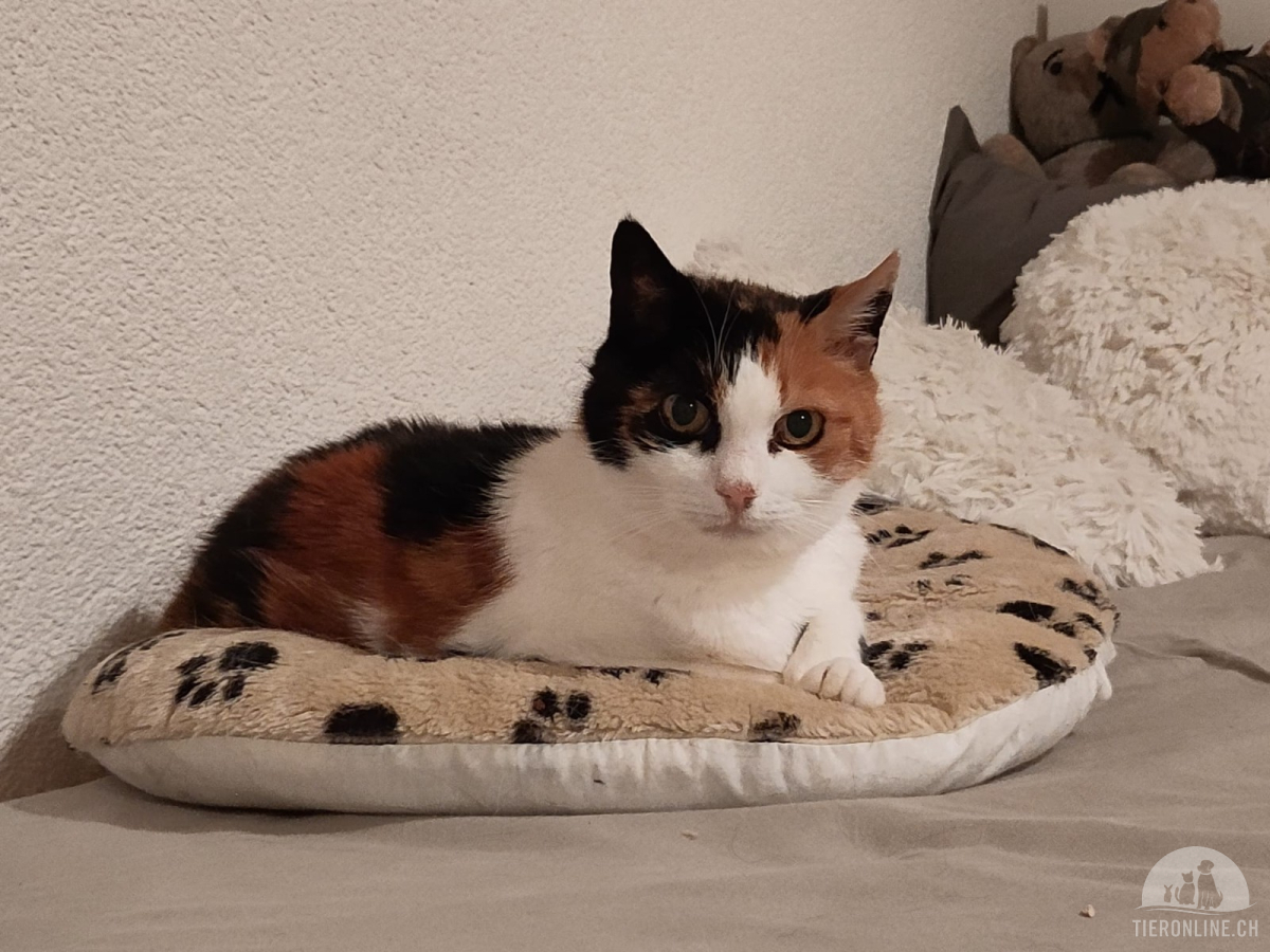 Nikita - unsere dreifarbige Samtpfote