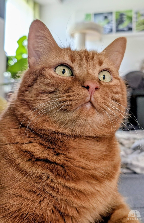 Red Luca – wunderschöner roter Tigerkater