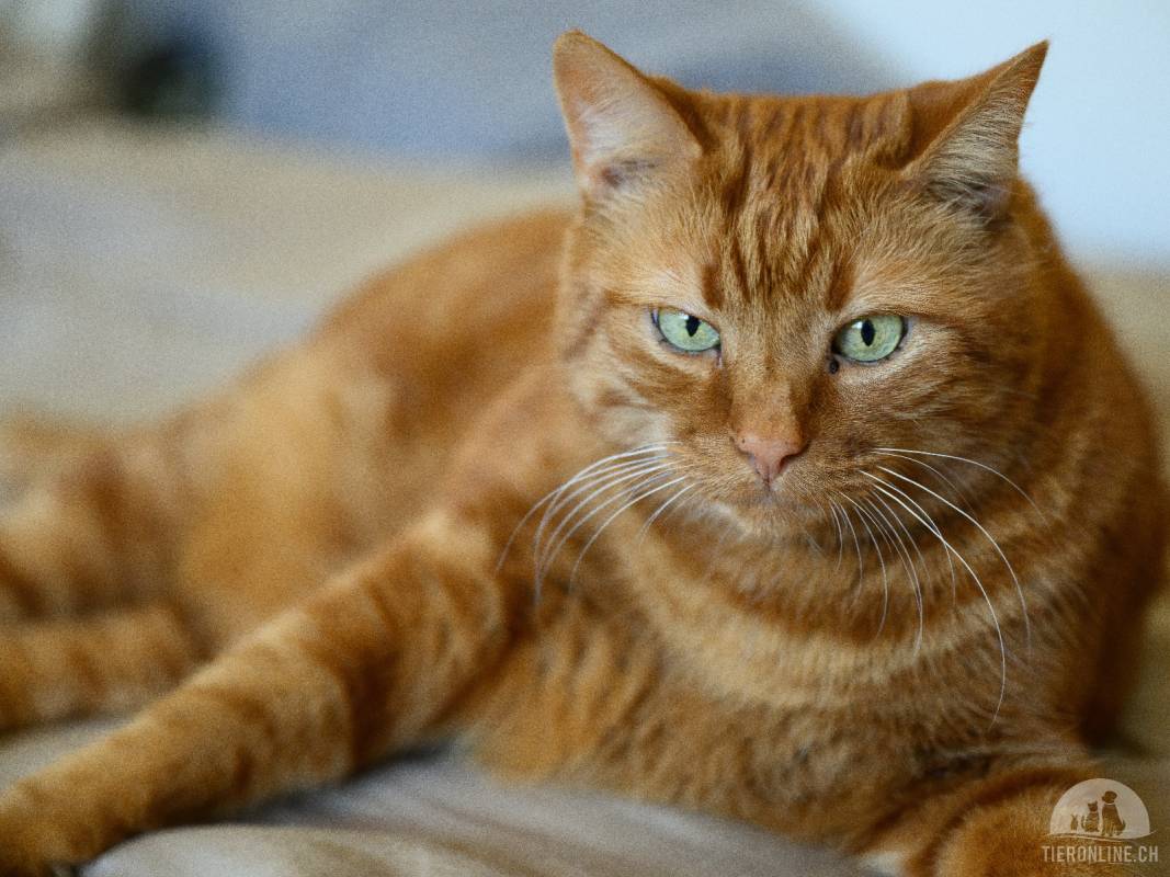 Red Luca – wunderschöner roter Tigerkater