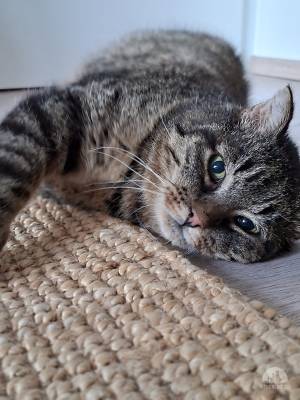 Findus (FIV positiv) sucht Menschen mit grossem Herz
