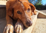 Charmante Hundeseniorin Ginger sucht gemütliches Zuhause
