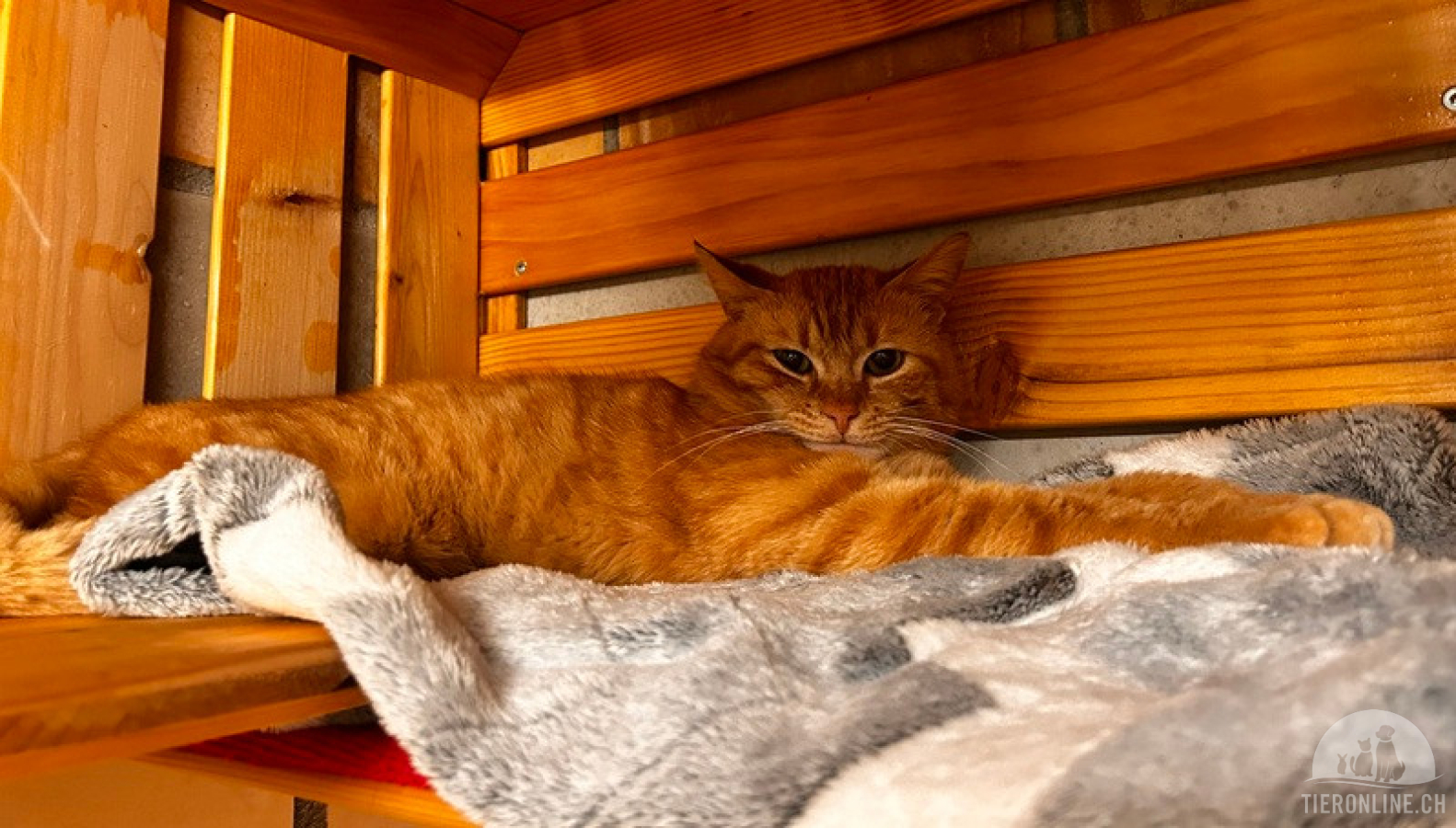 Duke - aus Animalhoarding-Fall