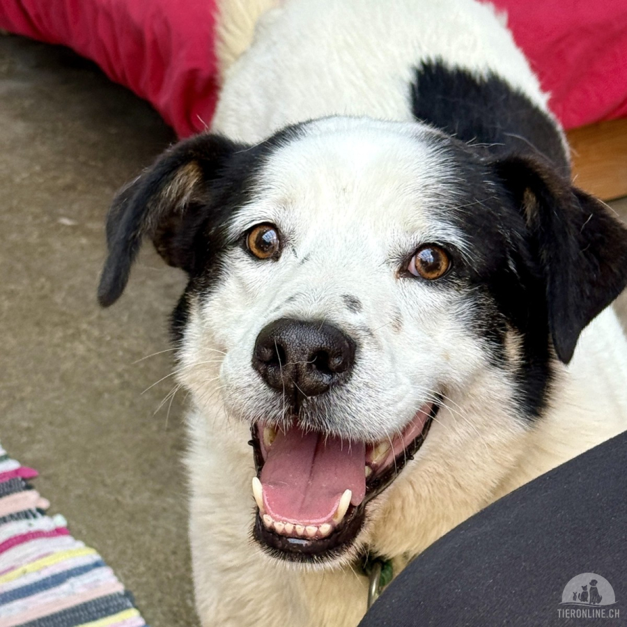Pongo – treuer Begleiter mit besonderem Charme!
