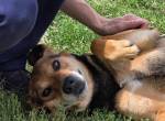 Boomer – ein Herz auf vier Pfoten