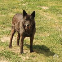 Cygan – ein ganz besonderer Oldie