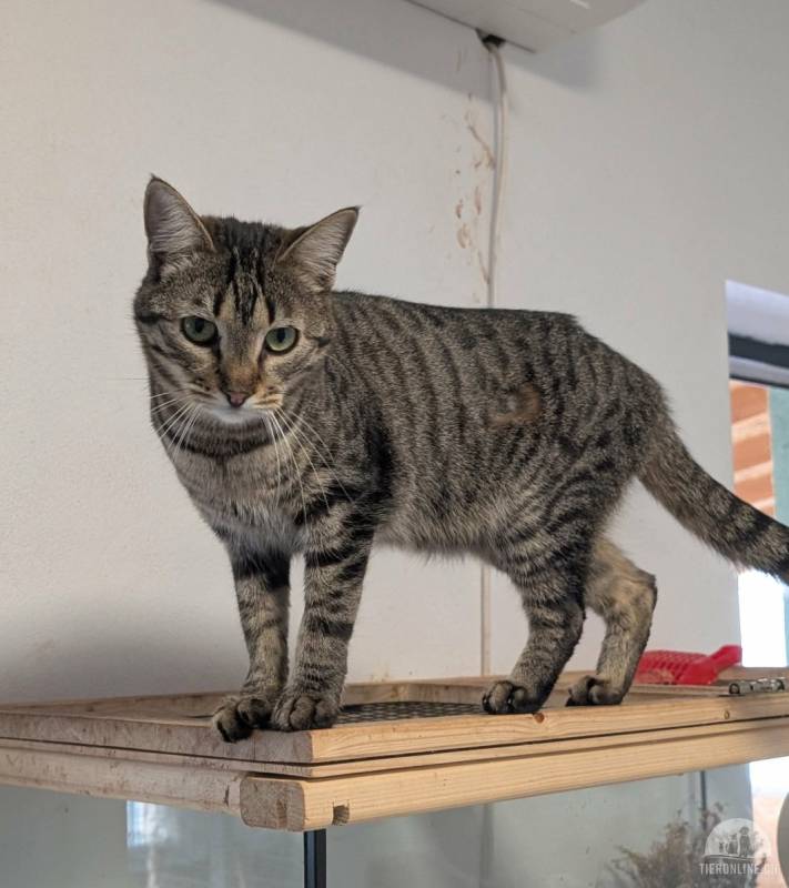 Molokai möchte sein Glück in einem neuen Zuhause finden
