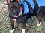 Stella-freundliche Hündin sucht liebevolles Zuhause mit Herz