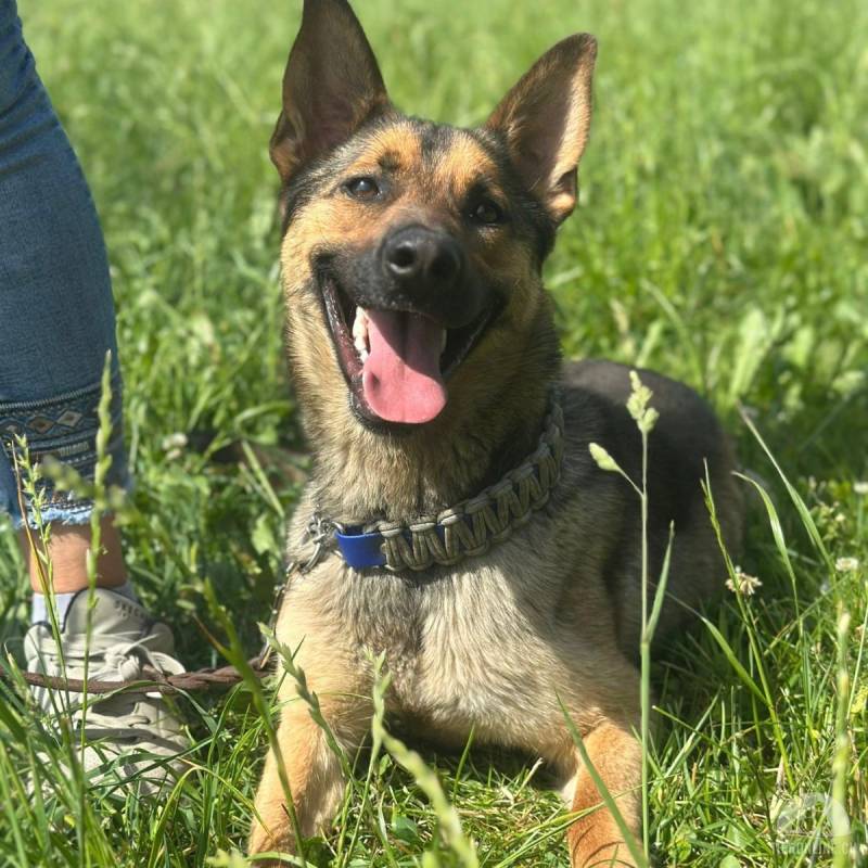Loki – freundlicher junger Schäferhund-Rüde
