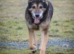 Nero – Gnadenplatz gesucht für Schäferhund-Senior