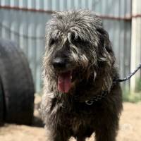 Robertin, wundervolle und sensible Hundedame