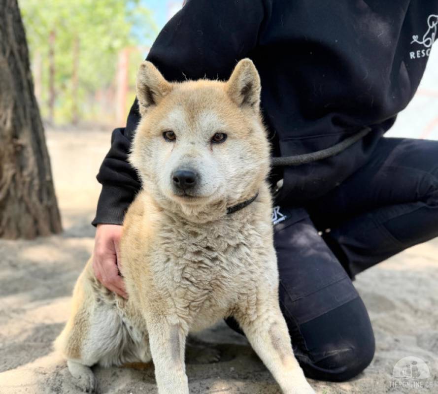 Naraku, ruhiger, lieber, netter und etwas schüchterner Hundeopi