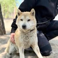 Naraku, ruhiger, lieber, netter und etwas schüchterner Hundeopi