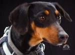 Pablo - freundlicher Dackel sucht Zuhause