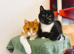 Ältere Tiere die ein Zuhause suchen