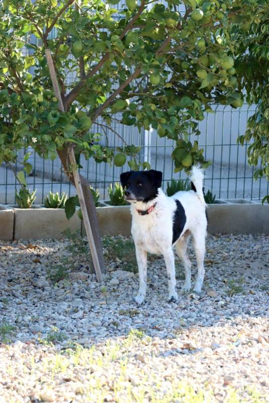 Timmy - Dankbarer Begleiter sucht Geborgenheit