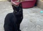 Blacky sucht ihr Für-immer-Zuhause