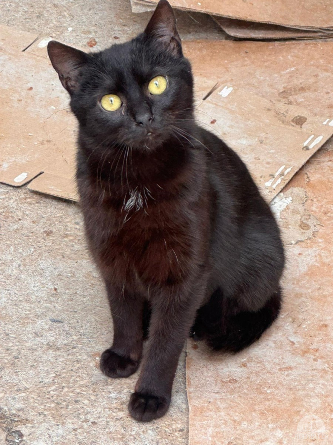 Blacky sucht ihr Für-immer-Zuhause
