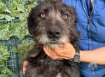 Luke - neugieriger Herzenshund mit wachem Blick